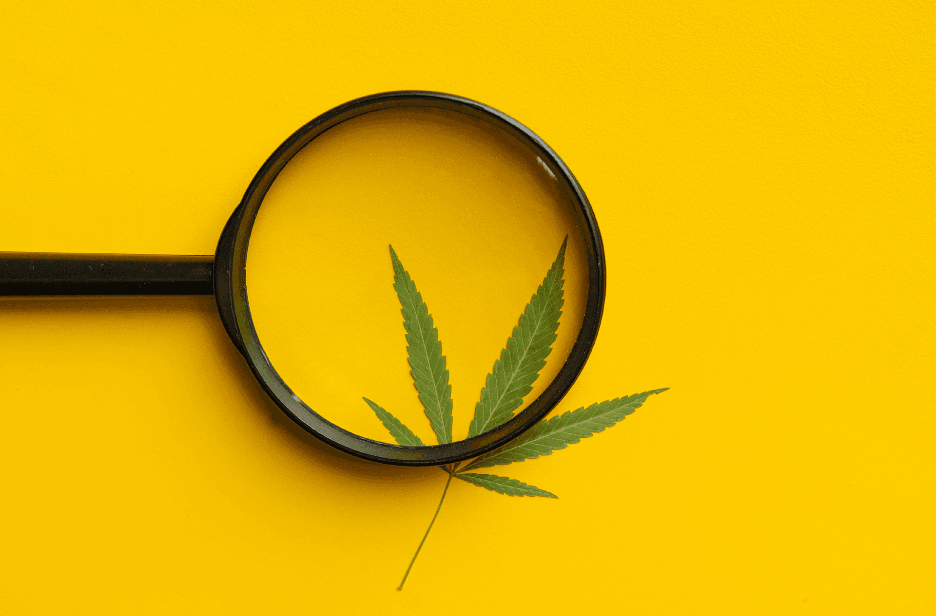 Getting in the Weeds on Shifting Cannabis Policy